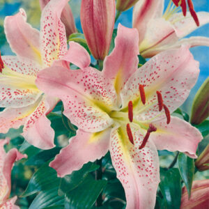 Лілія Coral Queen