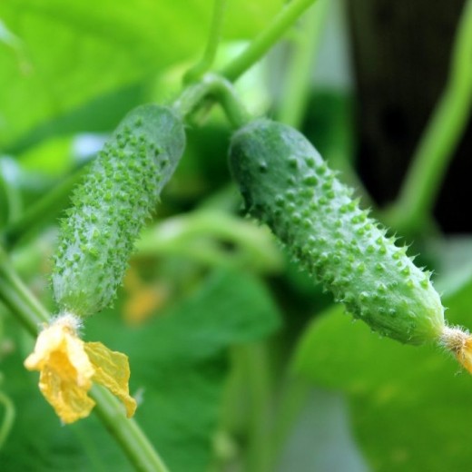 Огірок Рясний пакет 30 насінин