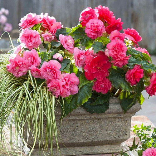 Бегонія махрова New Star Рожева