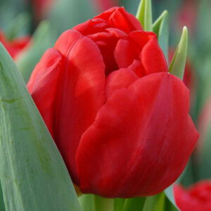 Тюльпан Largo 600 цибулин розмір 12+