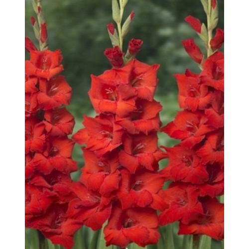 Гладіолус Red King