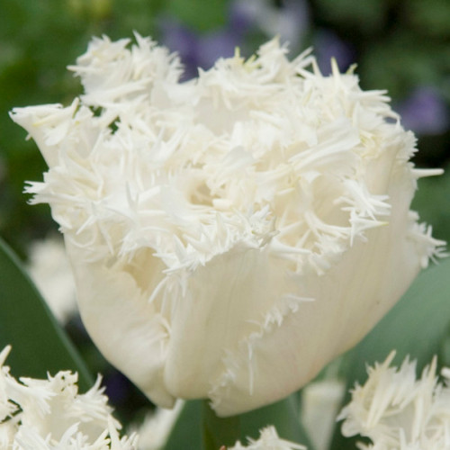 Тюльпан Estafette 600 цибулин розмір 12+