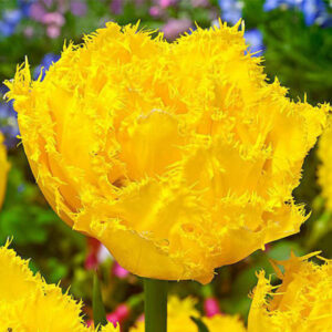 Тюльпан Exotic Sun 600 цибулин розмір 12+