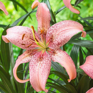 Лілія Morpho Pink