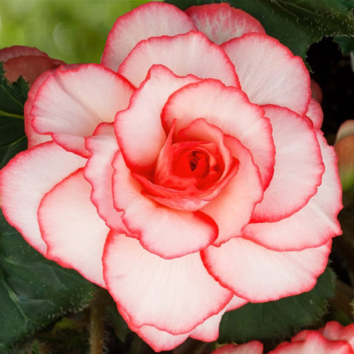 Бегонія Пікоті біло-червона