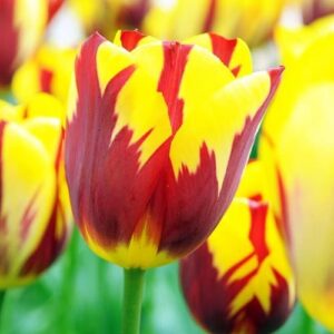 Тюльпан Holland Queen 600 цибулин розмір 12+