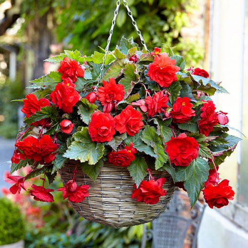 Бегонія ампельна з гігантськими квітками Темно-червона