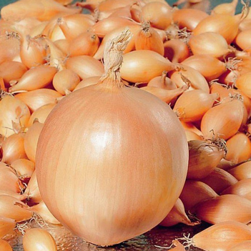 Цибуля сіянка (саджанка) Коррадо F1 сітка 1 кг розмір 10/12