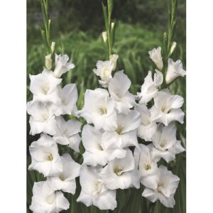 Гладіолус Virgin