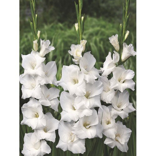 Гладіолус Virgin