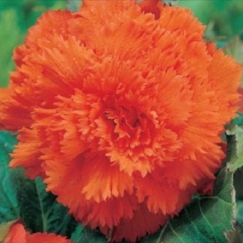 Бегонія фімбріата Помаранчева