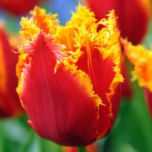 Тюльпан Палмарес упаковка 30 цибулин розмір 10/11