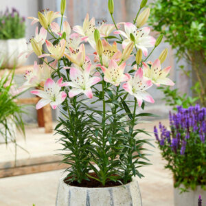 Лілія Sugar Love