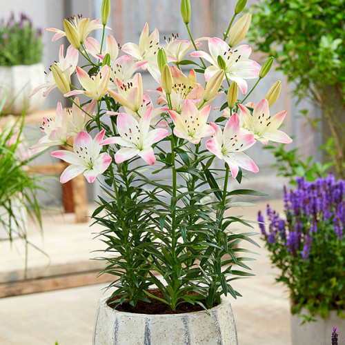 Лілія Sugar Love