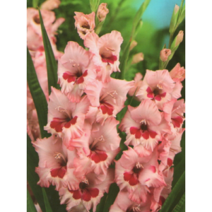 Гладіолус Wine and Roses