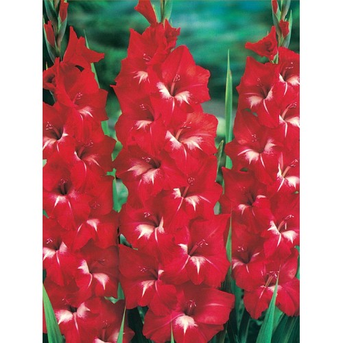 Гладіолус Traderhorn