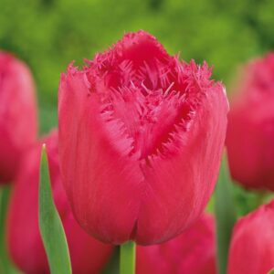 Тюльпан Burgundy Lace 600 цибулин розмір 12+