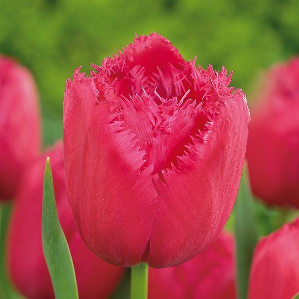 Тюльпан Burgundy Lace 600 цибулин розмір 12+