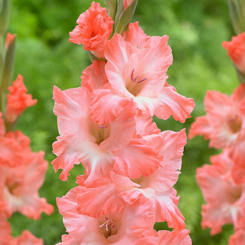 Гладіолус flevo fusion