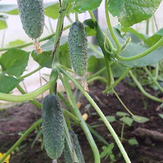 Формування партенокарпічних огірків