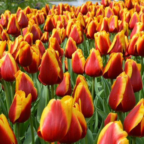 Тюльпан Kees Nelis 600 цибулин розмір 12+