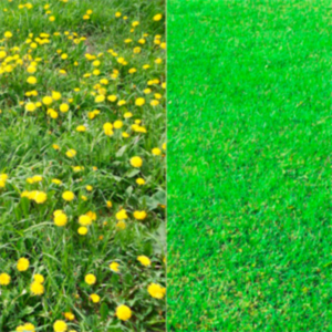 Популярні сорти тютюну