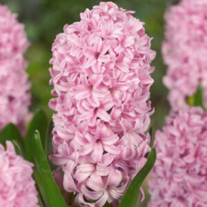 Гіацинт Фондант