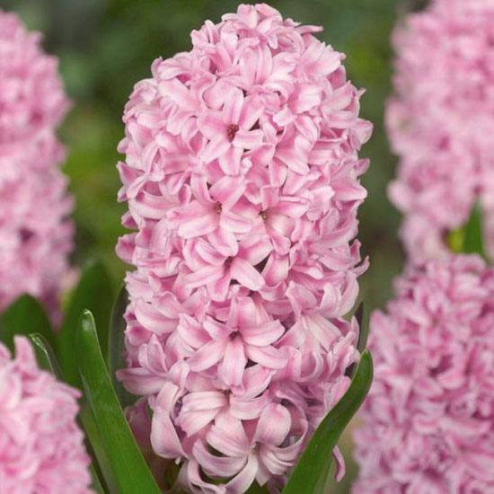 Гіацинт Фондант