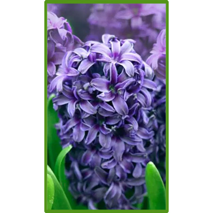 Гіацинт Аїда