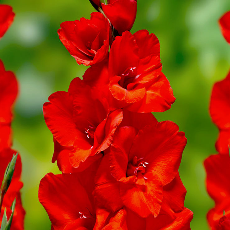 Гладіолус Адванс Ред