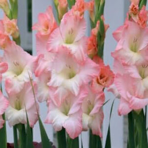 Гладіолус Careless