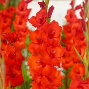 Гладіолус Dador be pan