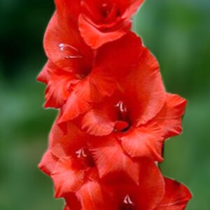 Гладіолус Масканьї