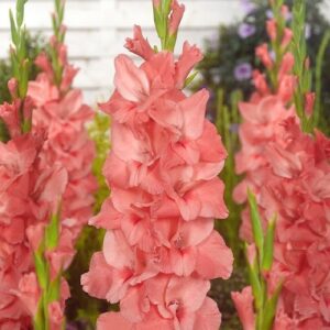 Гладіолус New release