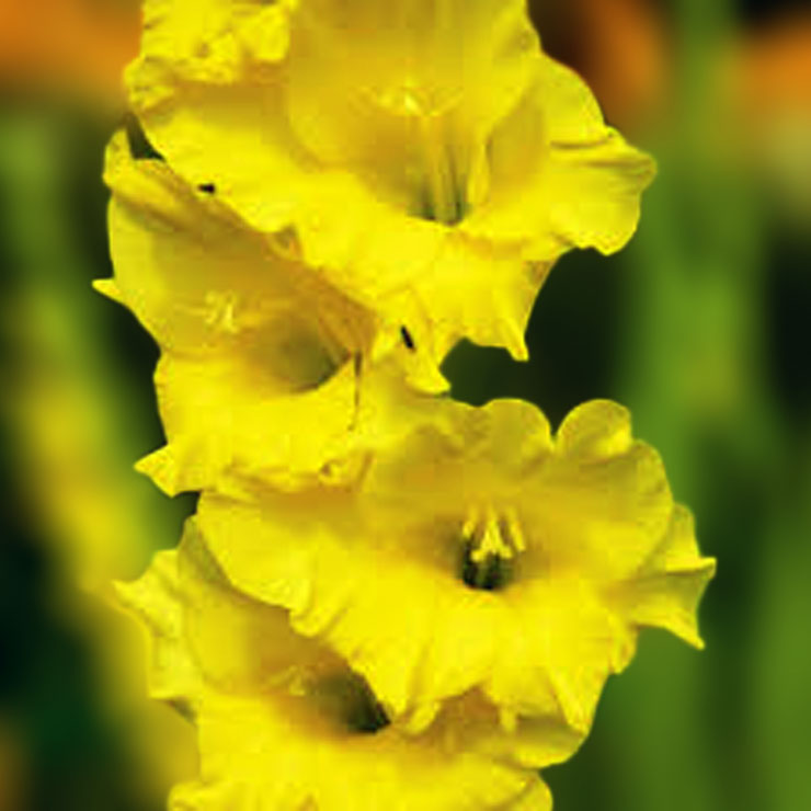 Гладіолус Nova lux