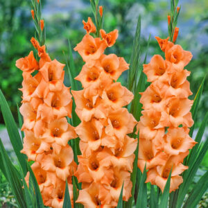 Гладіолус Peter Pears