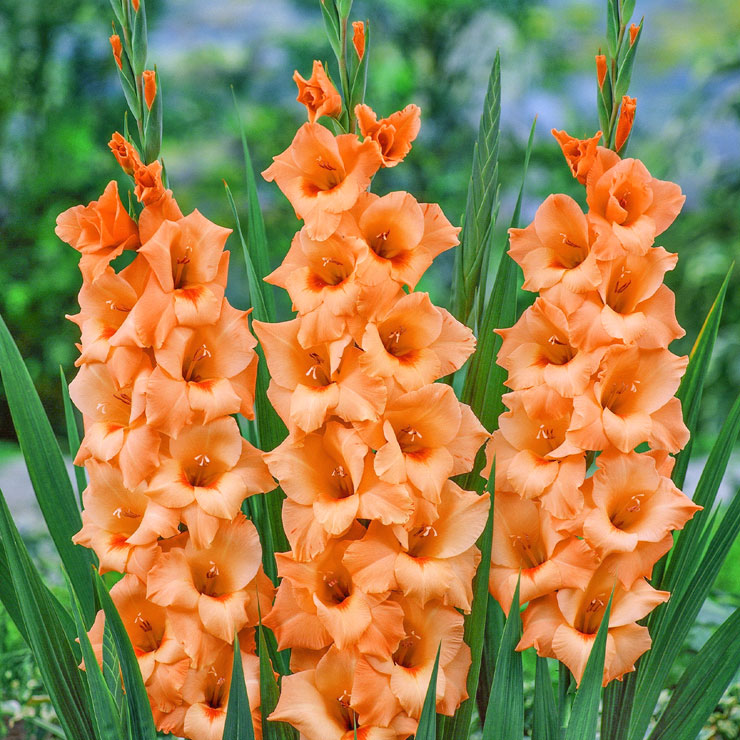 Гладіолус Peter Pears