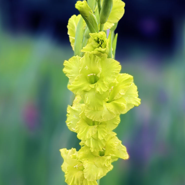 Гладіолус Prima Verde