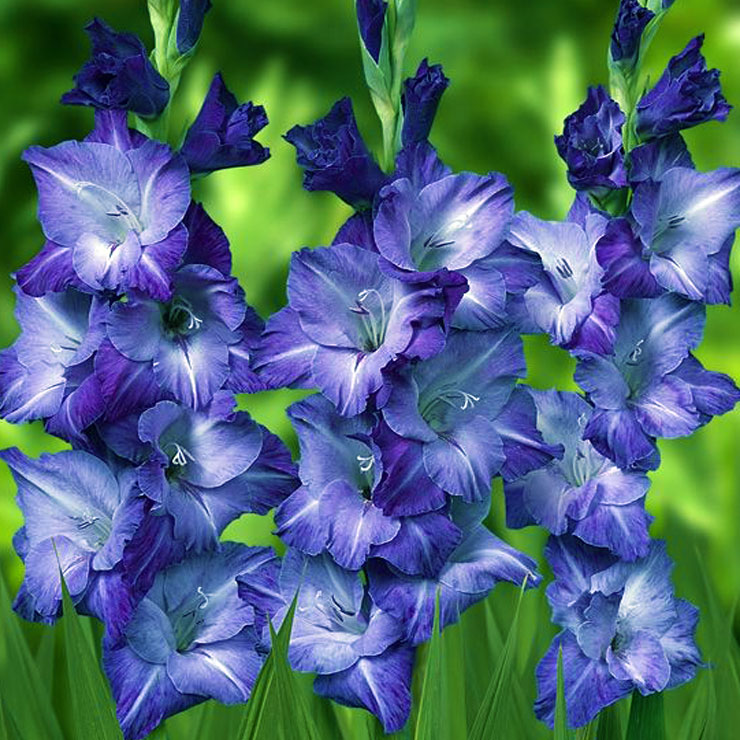 Гладіолус Purple diamond