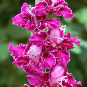 Гладіолус Senvion