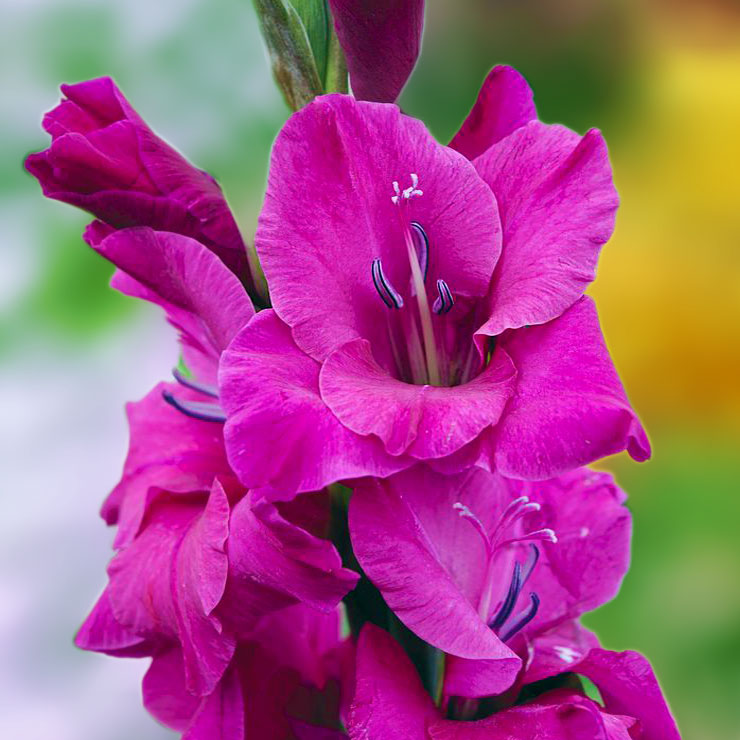 Гладіолус Thalia