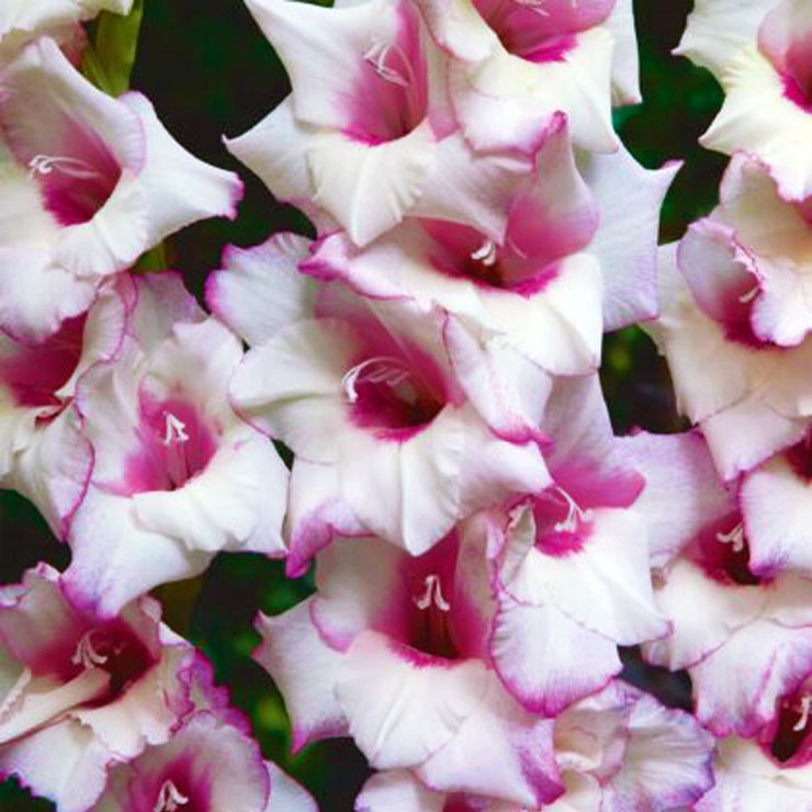 Гладіолус Venezia