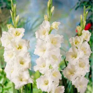 Гладіолус Bangladesh