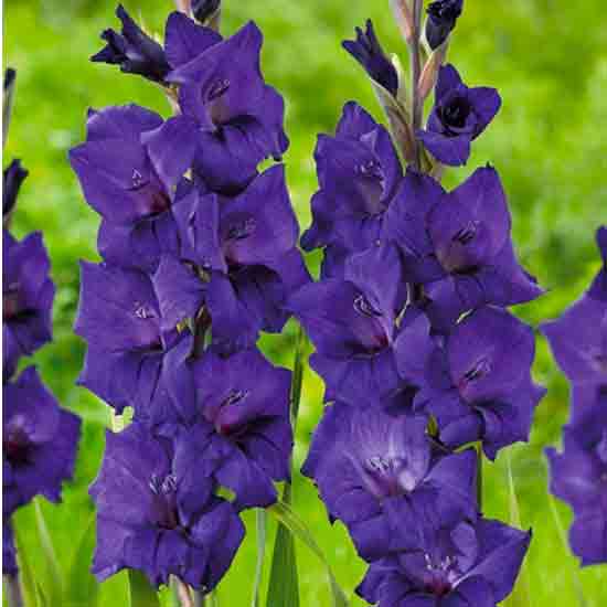 Гладіолус Блек Велвет