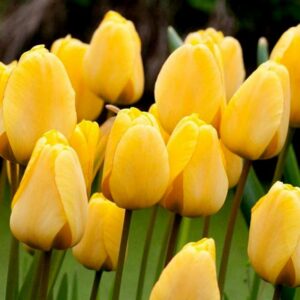 Тюльпан Golden Apeldoorn 600 цибулин розмір 12+