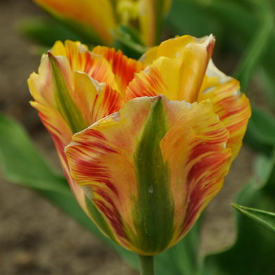 Тюльпан Голден Артіст 25 цибулин розмір 10/11