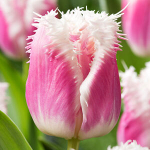 Тюльпан Siesta 600 цибулин розмір 12+