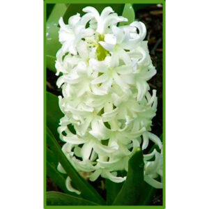 Гіацинт Айолос