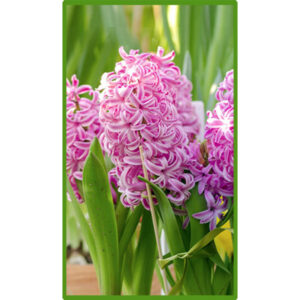 Гіацинт Аметист