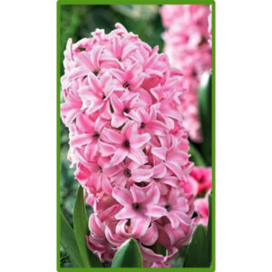 Гіацинт Анна Марія